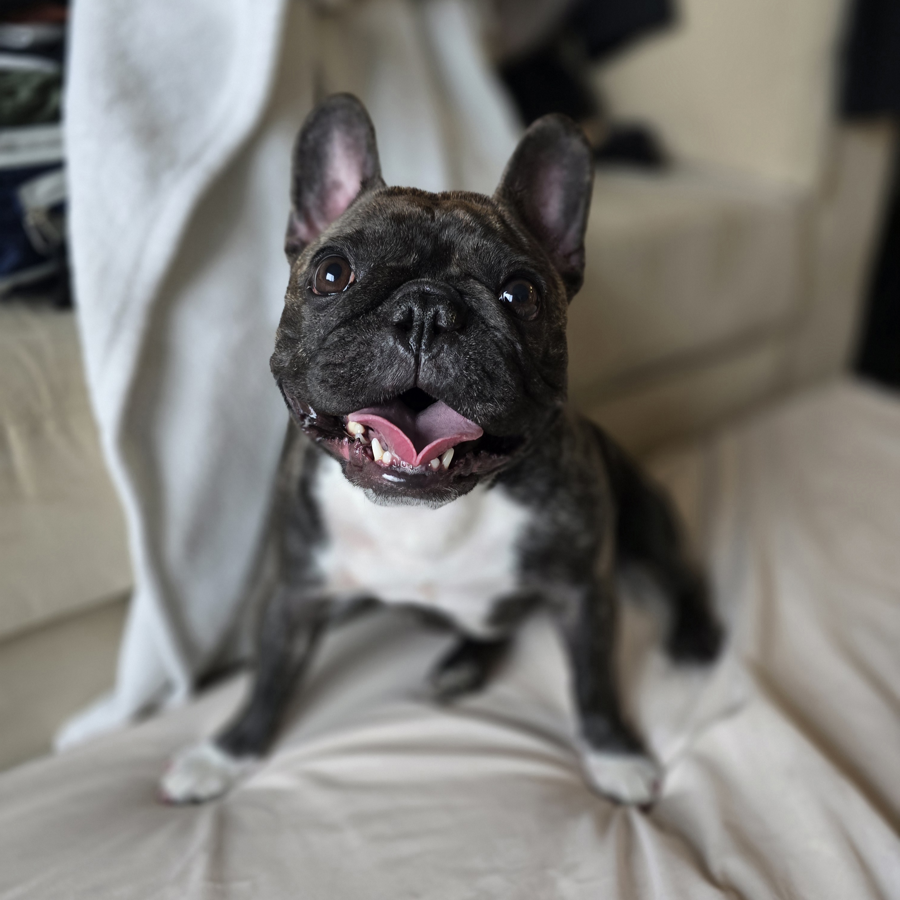 Pepper