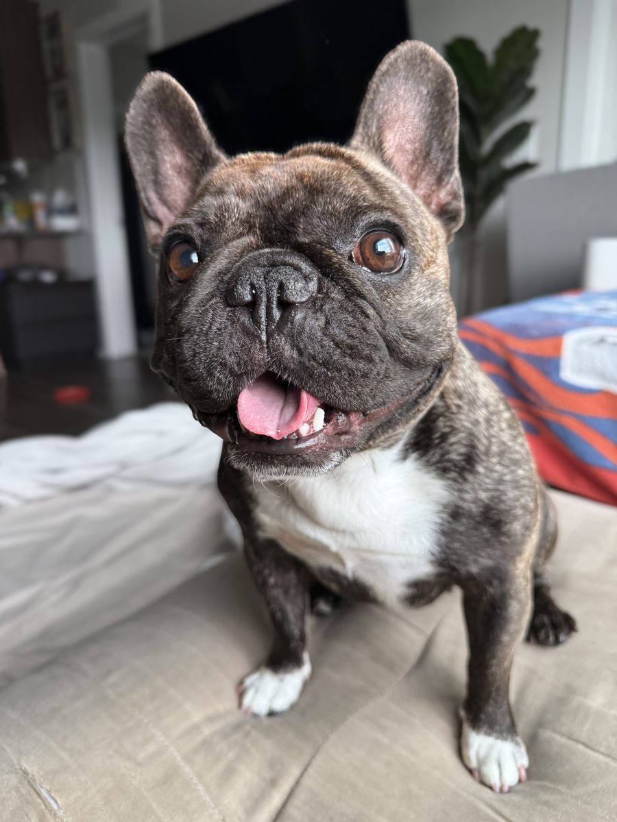 Pepper, the French Bulldog ArcPaw was built for